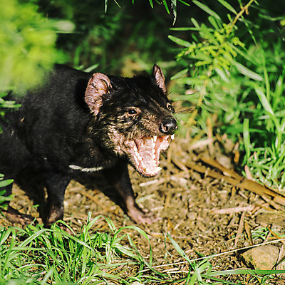 포토 JPG 해외이미지 동물 사람없음 호주 주머니곰 해외202004 해외포토 포유류 오세아니아 파일형식