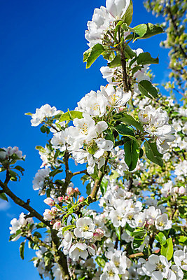 포토 JPG 해외이미지 나무 식물 계절 꽃잎 꽃 줄기 분홍색 백그라운드 잎 꽃무늬 과일 자연 하늘 새로움 사람없음 야외 초록색 파란색 정원 일본 봄 성장 벚꽃 흰색 나뭇가지 신선 개화 체리 사과 4월 묘사 부드러움 자두 내추럴 고립 꽃수술 해외202004 해외포토 아시아 컬러 컨셉 무늬 감각 날짜 생태계 파일형식