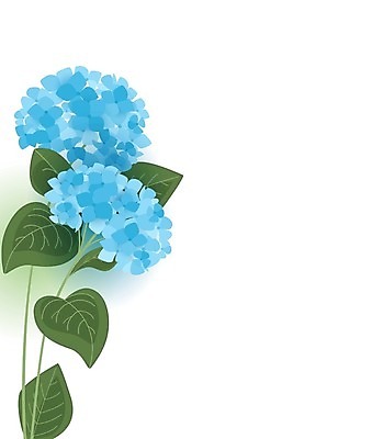 EPS 해외이미지 잎 일러스트 사람없음 파란색 흰배경 수국 해외일러스트 식물 꽃 컬러 백그라운드 흰색 파일형식 벡터