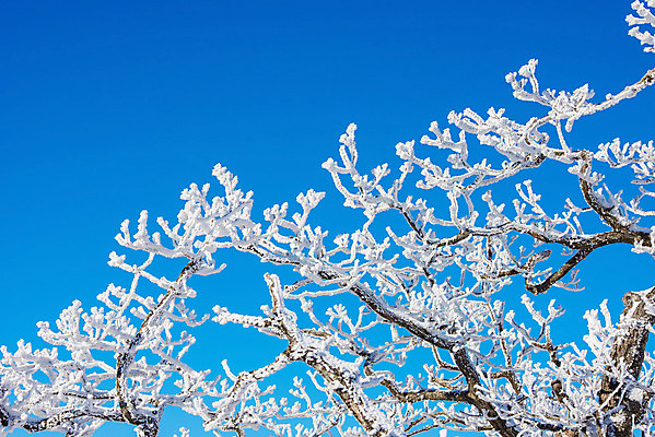 포토 JPG 해외이미지 나무 백그라운드 겨울 자연 하늘 산 서울 한국 풍경 사람없음 태양 맑음 추위 언덕 눈내림 해외202004 해외포토 자연요소 식물 계절 아시아 날씨 눈_날씨 생태계 파일형식