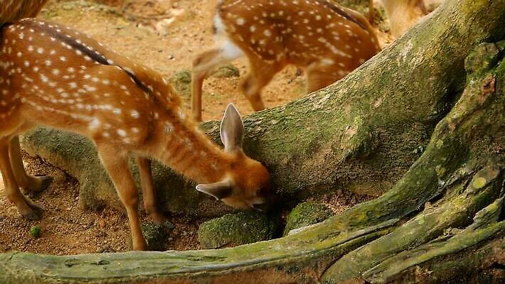 동물 공원 여자 남자 아시아 야생동물 밭 포유류 자연 초식동물 털 뿔 사람없음 야외 태양 봄 흰색 아기 점 황무지 숲 방목 귀 뿌리 서식지 내추럴 동물상 아기사슴 암사슴 전국 MOV 해외동영상 클립영상 자연요소 계절 공공시설 나라 새끼 컬러 농업 사슴 사람 신체부위 조형물 축산업 암컷 생태계 동영상 파일형식