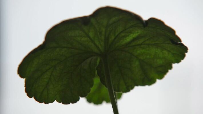 식물 꽃 분홍색 컬러 꽃다발 백그라운드 잎 꽃무늬 자연 사람없음 야외 장식 빨간색 초록색 컬러풀 뷰티 환경 정원 보라색 봄 성장 벚꽃 흰색 신선 개화 닫기 숲 데이지 내추럴 돌봄 원예사 제라늄 MOV 해외동영상 클립영상 직업 계절 무늬 모션 생태계 동영상 파일형식