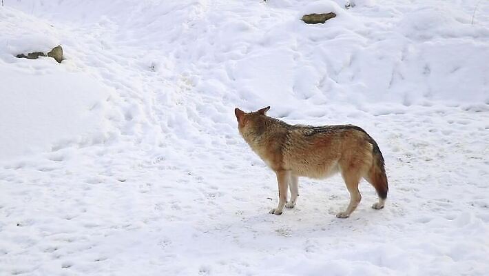 동물 유럽 겨울 포유류 털 성인 사람없음 회색 추위 흰색 혈액 닫기 개 치아 먹기 육식동물 늑대 송곳니 추적 소통 소셜 수목 유라시아 MOV 해외동영상 클립영상 계절 나라 아시아 컬러 컨셉 모션 사람 소화기관 동영상 파일형식