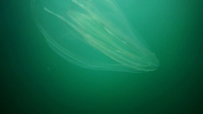 동물 야생동물 바다 백그라운드 포유류 자연 생물 무척추동물 사람없음 물 환경 바닷속 수중 머리빗 생태계 생물학 젤리 해파리 해마 동물상 생태학 이국적 침범 4K 저서생물 MP4 해외동영상 클립영상 자연요소 교육 디저트 조형물 바다동물 미용용품 자포동물 동영상 파일형식