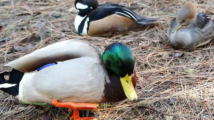 무지개 날개 자연 조류 오리 경사 사람없음 초록색 컬러풀 머리 금속 다양 황무지 깃털 사냥 부리 에메랄드 물새 청둥오리 계산서 스펙트럼 4K MP4 해외동영상 클립영상 자연요소 동물 컬러 다수 재질 신체부위 보석 생태계 동영상 파일형식