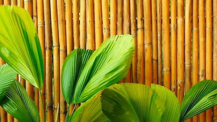 식물 외관 공원 벽 컬러 백그라운드 잎 꽃무늬 패턴 오렌지 자연 표면 따뜻함 손바닥 미술 동양인 경사 사람없음 야외 장식 초록색 여름 컬러풀 뷰티 노란색 정원 봄 줄무늬 바위 나뭇가지 신선 묘사 질감 내추럴 강렬 그런지 이국적 스타일 미니멀 MOV 해외동영상 클립영상 나무 손 계절 공공시설 꽃 무늬 과일 문화예술 인종 돌_바위 생태계 동영상 파일형식