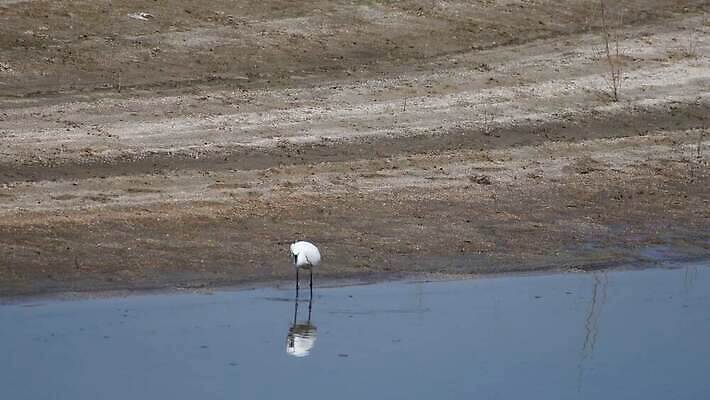 동물 응시 공원 호수 야생동물 백그라운드 자연 조류 낚시 한국 어류 사람없음 야외 물 파란색 강 정원 흰색 잡기 큼 왜가리 깃털 싱글 부리 내추럴 수유 4K MOV 해외동영상 클립영상 자연요소 시선 공공시설 아시아 컬러 모션 레저 수중동물 크기 생태계 동영상 파일형식