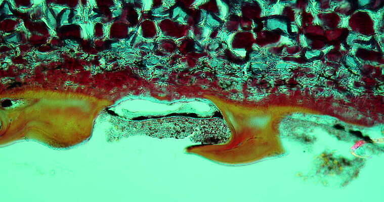 과학 이동 세포 어류 사람없음 빨간색 파란색 약 시험 성장 조직 확대 질병 피부 지원 4K 현미경관찰 MOV 해외동영상 클립영상 교육 컬러 컨셉 의학 신체부위 수중동물 관찰 동영상 파일형식