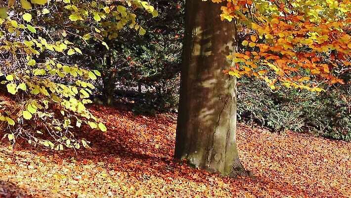 나무 계절 공원 컬러 백그라운드 낙엽 잎 자연 날리기 바람 날씨 종류 사람없음 초록색 빛 뷰티 갈색 정원 나뭇가지 황금 땅 적갈색 MOV 해외동영상 클립영상 자연요소 식물 공공시설 모션 생태계 동영상 파일형식