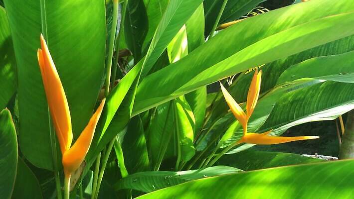 식물 공원 꽃잎 꽃 아시아 컬러 섬 백그라운드 잎 꽃무늬 오렌지 자연 조류 사람없음 야외 장식 초록색 컬러풀 뷰티 노란색 와인 정원 봄 벚꽃 신선 닫기 심볼 내추럴 스리랑카 이국적 파라다이스 4K MP4 해외동영상 클립영상 동물 계절 공공시설 나라 무늬 과일 모션 주류 생태계 동영상 파일형식