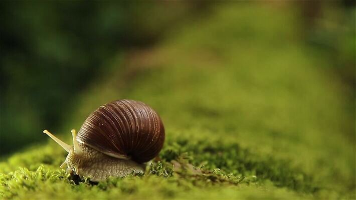 접시 유럽 음식 백그라운드 이동 모션 조명 거리 안테나 나선형 이끼 요리 사람없음 야외 초록색 갈색 정원 봄 껍질 흰색 덮기 기어가기 민달팽이 식용 콘크리트 끈적임 MOV 해외동영상 클립영상 식기 계절 나라 컬러 컨셉 무늬 통신 동영상 파일형식 달팽이_동물