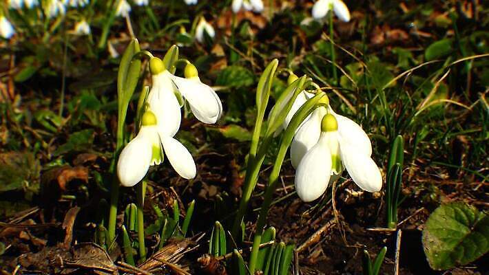 식물 디자인 꽃 야생동물 자연 사람없음 파란색 뷰티 정원 보라색 봄 성장 인사 신선 신용카드 개화 제비꽃 속도 내추럴 삼림지대 스노드롭 4K MP4 해외동영상 클립영상 동물 계절 컬러 금융 예절 숲 생태계 동영상 파일형식
