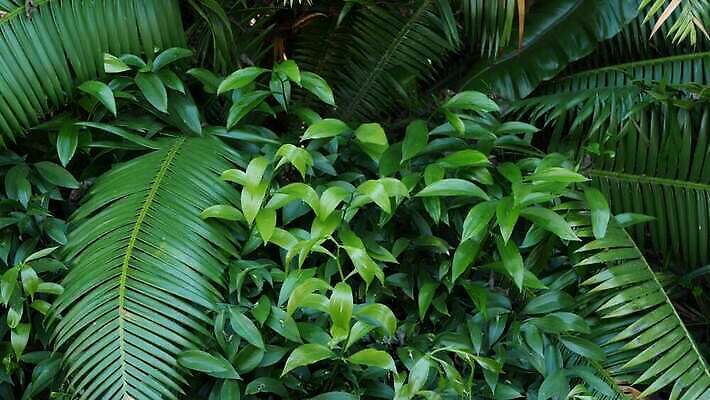 식물 백그라운드 단풍 잎 손바닥 그림자 사람없음 초록색 뷰티 어둠 활발 신선 황무지 티켓 분위기 숲 그늘 열대우림 순수 환경보전 에코 생태계 상록수 내추럴 강렬 광합성 깊이 삼림지대 아마존 양치류 이국적 파라다이스 카피스페이스 그리너리 4K MP4 해외동영상 클립영상 손 컬러 컨셉 환경 공백 사회이슈 동영상 파일형식 트랜드컬러