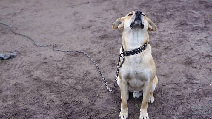 컬러 친절 사람없음 점프 기쁨 개 맛 스마트 긍정 복종 인내 4K MP4 해외동영상 슬로모션 클립영상 감정 컨셉 포유류 모션 촬영기법 동영상 파일형식