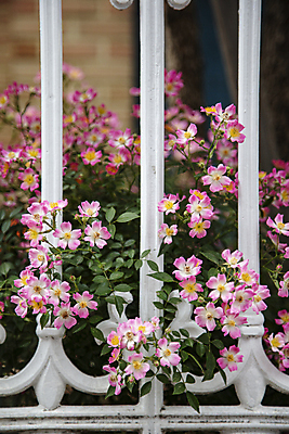 포토 JPG 주간 여러송이 여름꽃 풍경 사람없음 야외 아웃포커스 울타리 개장미 국내포토 자연요소 꽃 다수 촬영기법 담장 파일형식 여름_계절