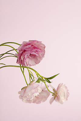 포토 JPG 꽃 여러송이 실내 사람없음 라넌큘러스 분홍색배경 국내포토 식물 분홍색 다수 백그라운드 내부 파일형식