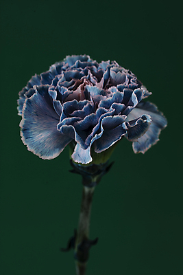 포토 JPG 꽃 한송이 실내 근접촬영 사람없음 카네이션 초록배경 국내포토 식물 1 뷰포인트 백그라운드 내부 초록색 송이 파일형식