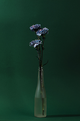 포토 JPG 유리병 실내 사람없음 꽃병 카네이션 세송이 초록배경 국내포토 꽃 백그라운드 병_용기 3 내부 초록색 파일형식