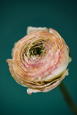 포토 JPG 한송이 실내 근접촬영 사람없음 라넌큘러스 초록배경 국내포토 1 꽃 뷰포인트 백그라운드 내부 초록색 송이 파일형식