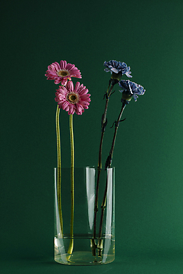 포토 JPG 여러송이 유리병 실내 사람없음 꽃병 카네이션 거베라 초록배경 국내포토 꽃 다수 백그라운드 병_용기 내부 초록색 파일형식