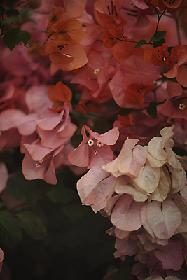 포토 JPG 주간 꽃 분홍색 여러송이 사람없음 야외 아웃포커스 국내포토 자연요소 식물 컬러 다수 촬영기법 파일형식