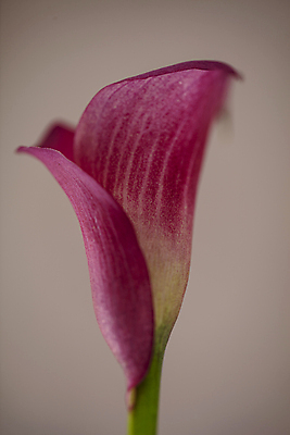 포토 JPG 꽃 한송이 실내 근접촬영 사람없음 아웃포커스 자주색 카라 갈색배경 국내포토 식물 1 뷰포인트 컬러 백그라운드 촬영기법 내부 갈색 송이 파일형식