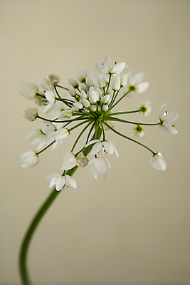 포토 JPG 꽃 한송이 실내 근접촬영 사람없음 마늘꽃 베이지색배경 국내포토 식물 1 뷰포인트 백그라운드 내부 송이 베이지색 파일형식