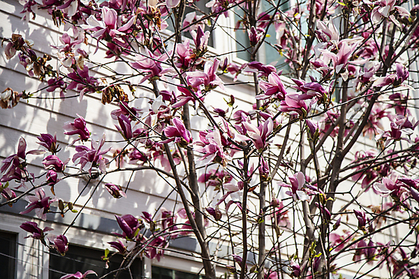 포토 JPG 주간 여러송이 봄꽃 풍경 사람없음 야외 목련 목련나무 자목련 국내포토 자연요소 나무 꽃 다수 봄 파일형식