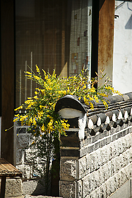 포토 JPG 주간 꽃 풍경 사람없음 야외 기와담장 에니시다 국내포토 자연요소 식물 기와 담장 파일형식