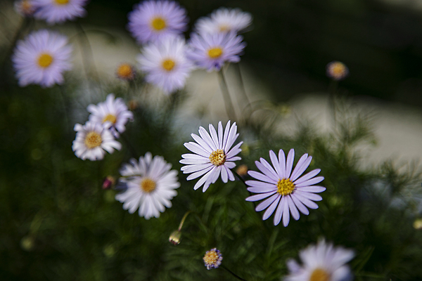 포토 JPG 주간 꽃 여러송이 풍경 사람없음 야외 아웃포커스 데이지 국내포토 자연요소 식물 다수 촬영기법 파일형식