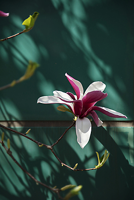 포토 JPG 주간 꽃 그림자 사람없음 야외 아웃포커스 목련 자목련 국내포토 자연요소 식물 촬영기법 파일형식