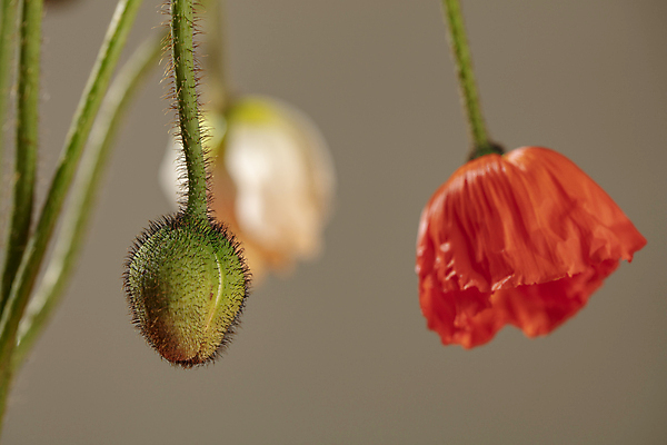 포토 JPG 실내 근접촬영 사람없음 아웃포커스 꽃봉오리 양귀비 갈색배경 국내포토 꽃 뷰포인트 백그라운드 촬영기법 내부 갈색 파일형식