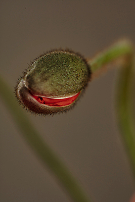 포토 JPG 실내 근접촬영 사람없음 아웃포커스 꽃봉오리 양귀비 갈색배경 국내포토 꽃 뷰포인트 백그라운드 촬영기법 내부 갈색 파일형식