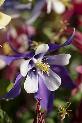 포토 JPG 주간 꽃 근접촬영 사람없음 야외 아웃포커스 매발톱꽃 국내포토 자연요소 식물 뷰포인트 촬영기법 파일형식