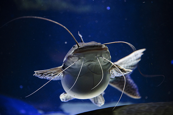 포토 JPG 한마리 어류 사람없음 수중 수중동물 수족관 메기 국내포토 동물 1 파일형식