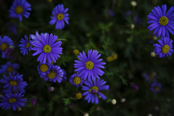 포토 JPG 주간 꽃 여러송이 풍경 사람없음 야외 아웃포커스 그늘 데이지 국내포토 자연요소 식물 다수 촬영기법 파일형식
