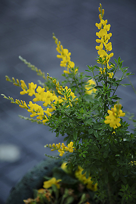 포토 JPG 주간 꽃 풍경 사람없음 야외 아웃포커스 풀 그늘 에니시다 국내포토 자연요소 식물 촬영기법 파일형식