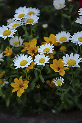 포토 JPG 주간 꽃 여러송이 풍경 사람없음 야외 그늘 데이지 국내포토 자연요소 식물 다수 파일형식