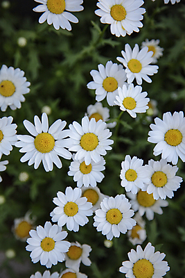 포토 JPG 주간 꽃 여러송이 사람없음 야외 아웃포커스 그늘 데이지 옹기종기 국내포토 자연요소 식물 다수 컨셉 촬영기법 파일형식