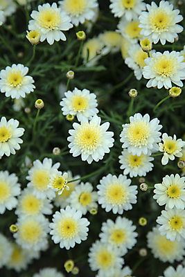 포토 JPG 주간 꽃 여러송이 풍경 사람없음 야외 아웃포커스 그늘 과꽃 국내포토 자연요소 식물 다수 촬영기법 파일형식