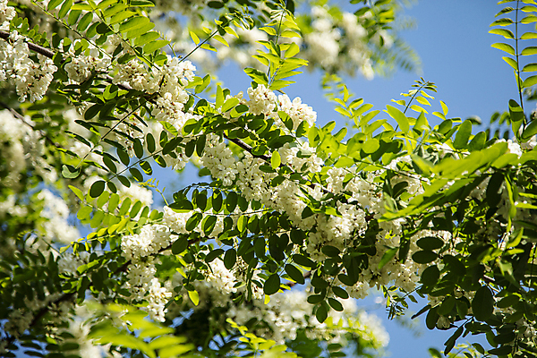 포토 JPG 주간 하늘 사람없음 야외 아웃포커스 맑음 아카시아 아카시아꽃 아카시아나무 화창 국내포토 자연요소 나무 꽃 날씨 촬영기법 파일형식