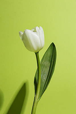 포토 JPG 꽃 한송이 실내 그림자 사람없음 튤립 초록배경 국내포토 식물 1 백그라운드 내부 초록색 송이 파일형식