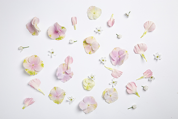 포토 JPG 꽃잎 꽃 사람없음 하이앵글 분위기 흰배경 감성 플랫레이 국내포토 식물 뷰포인트 백그라운드 컨셉 흰색 플랫 파일형식