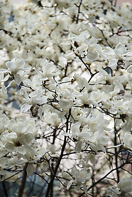 포토 JPG 주간 봄꽃 풍경 사람없음 야외 아웃포커스 흰색 목련 목련나무 백목련 국내포토 자연요소 나무 꽃 컬러 촬영기법 봄 파일형식