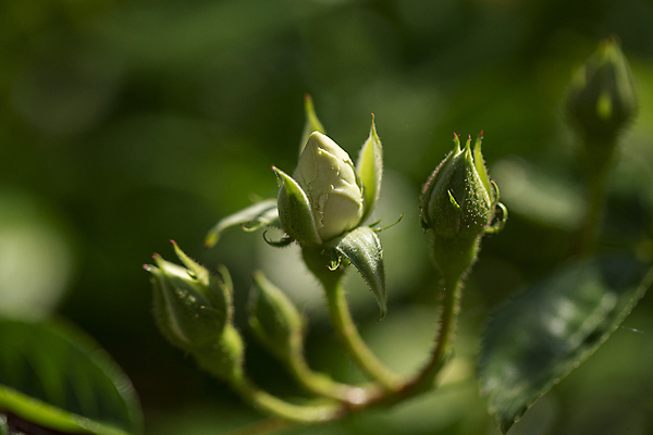 포토 JPG 주간 근접촬영 사람없음 야외 아웃포커스 초록색 장미 꽃봉오리 국내포토 자연요소 꽃 뷰포인트 컬러 촬영기법 파일형식