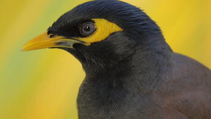 동물 자연 조류 사람없음 야외 노란색 검은색 동물상 모리셔스 4K MOV 해외동영상 클립영상 컬러 조형물 생태계 동영상 파일형식