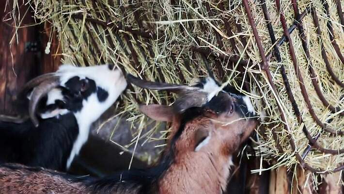 동물 산업 농업 포유류 자연 육류 초원 사람없음 농장 머리 마을 가축 우유 시골 양 볏짚 먹이 방목 먹기 양고기 밀짚 내추럴 외양간 양모 밭일 수유 양털 MOV 해외동영상 클립영상 식재료 모션 유제품 신체부위 직물 짚 축산업 생태계 동영상 파일형식