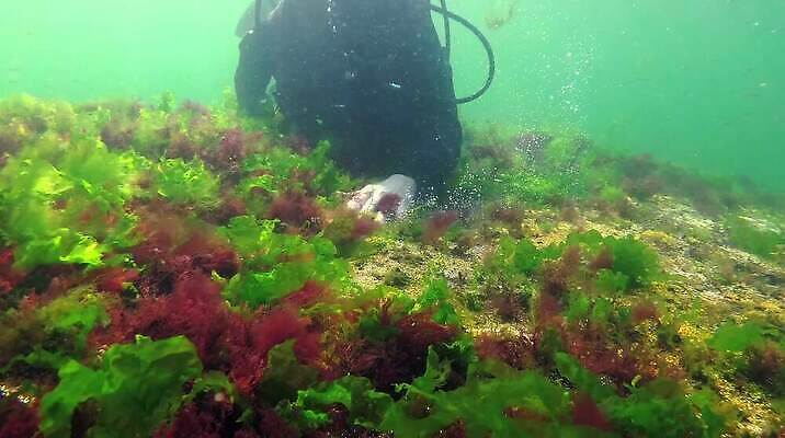 식물 동물 야생동물 바다 자연 무척추동물 초록색 환경 바닷속 수중 해조류 생태계 생물학 광합성 산화 생태학 소금물 수중영상 MP4 해외동영상 클립영상 교육 컬러 해양식물 동영상 파일형식