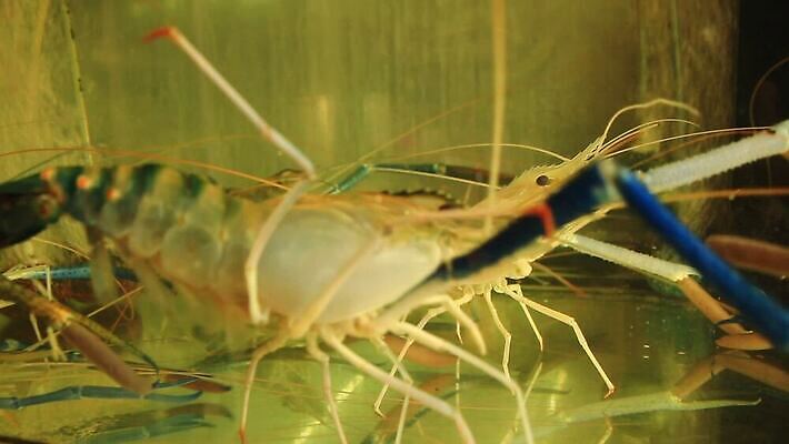 동물 디자인 산업 아시아 비즈니스 모션 태국 조개 건강 종류 갑각류 사람없음 세일 수중 신선 시장 닫기 무역 방콕 날것 탱크 수족관 소매 내추럴 동물상 수경재배 집게발 HD MP4 해외동영상 클립영상 나라 어패류 조형물 동영상 파일형식