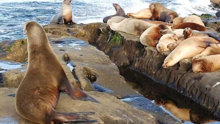 야생동물 새끼 털 사람없음 관광지 햇빛 미국 바위 잠 황무지 군중 편안함 물개 환경보전 만족 생태계 낮잠 캘리포니아 태평양 느림 송아지 보호구역 산티아고 식민지 많음 4K MP4 해외동영상 클립영상 동물 감정 바다 여행 컨셉 북아메리카 포유류 사람 태양 바다동물 돌_바위 감각 소 사회이슈 동영상 구역 파일형식